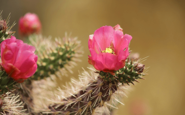 Vibrant pink flowers on a cactus plant.