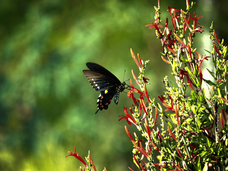 A butterfly stops at a flower.